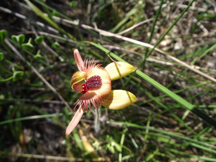 Caladenia - Orchid.JPG